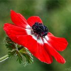 ANEMONE