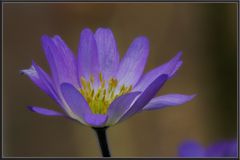 Anemone