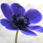 Anemone