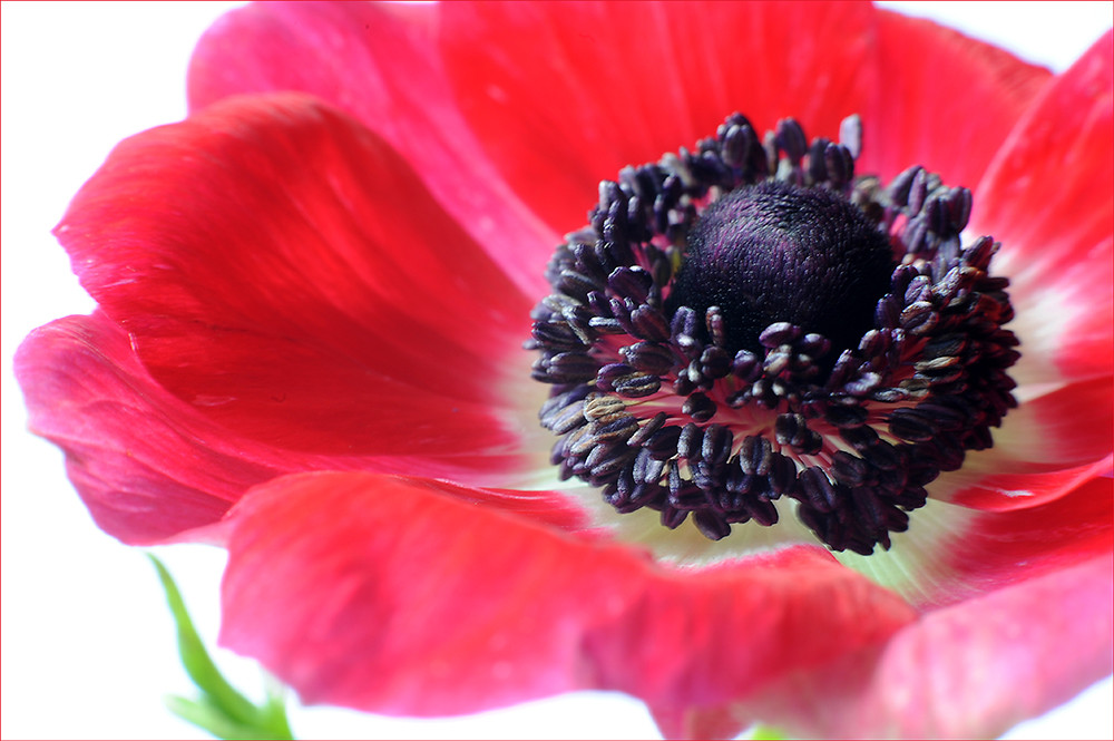 ...Anemone...