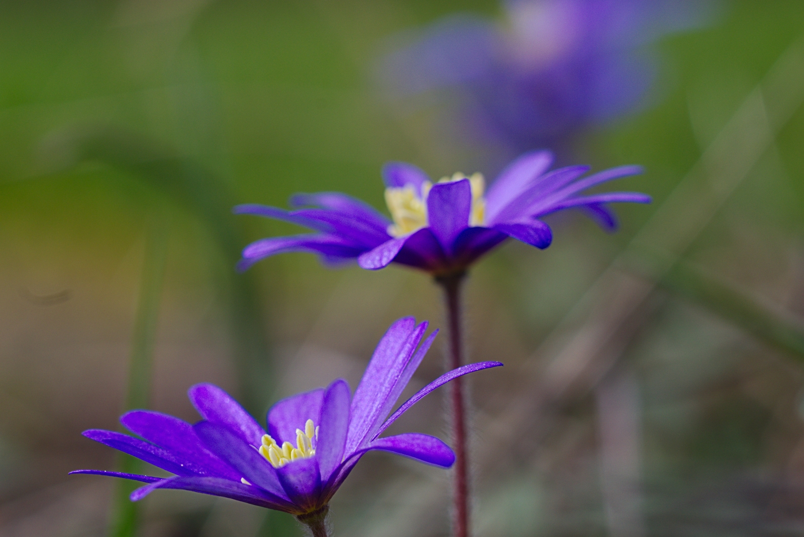 Anemone