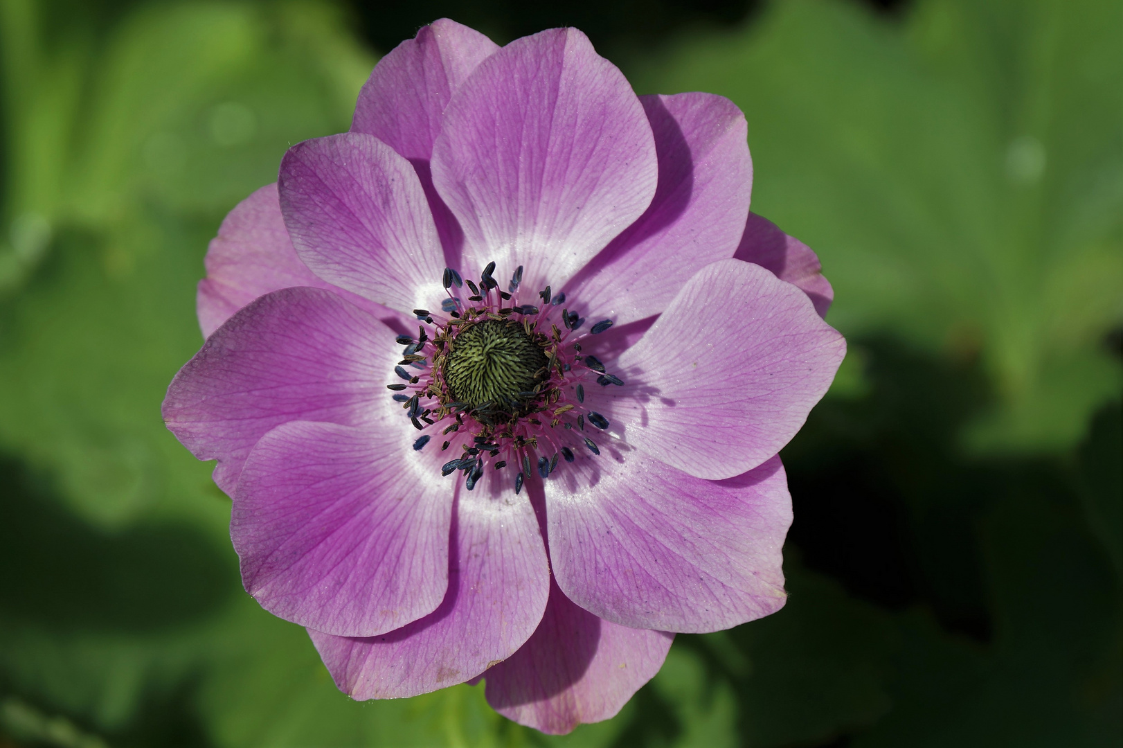 Anemone...