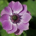 Anemone...