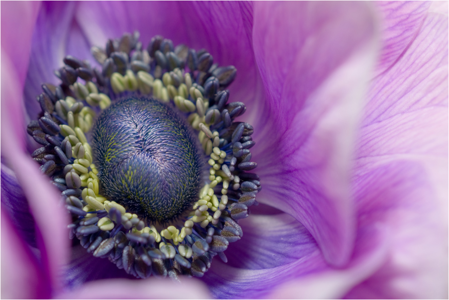 Anemone