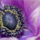 Anemone