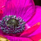 Anemone