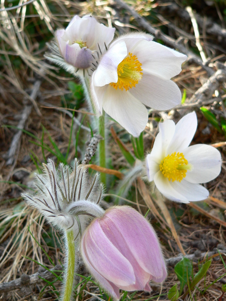 anemone alpina