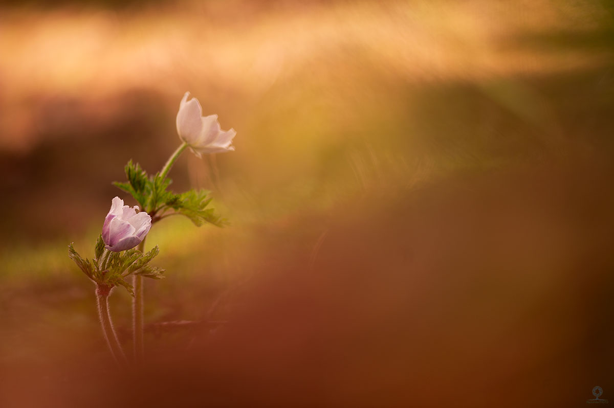 Anemone Alpine