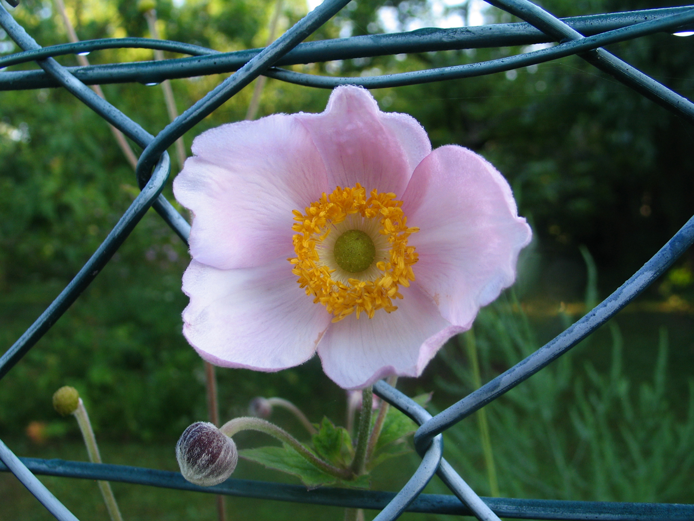 Anemone am Maschendrahtzaun