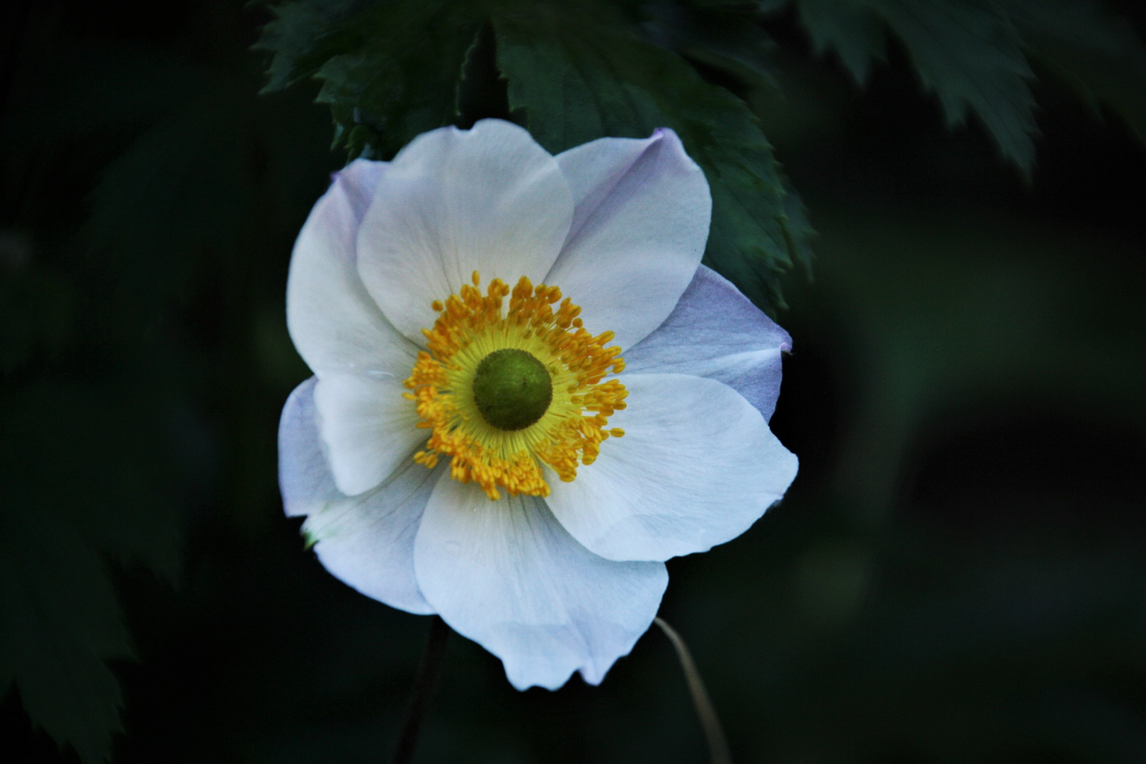 Anemone am Mittwoch