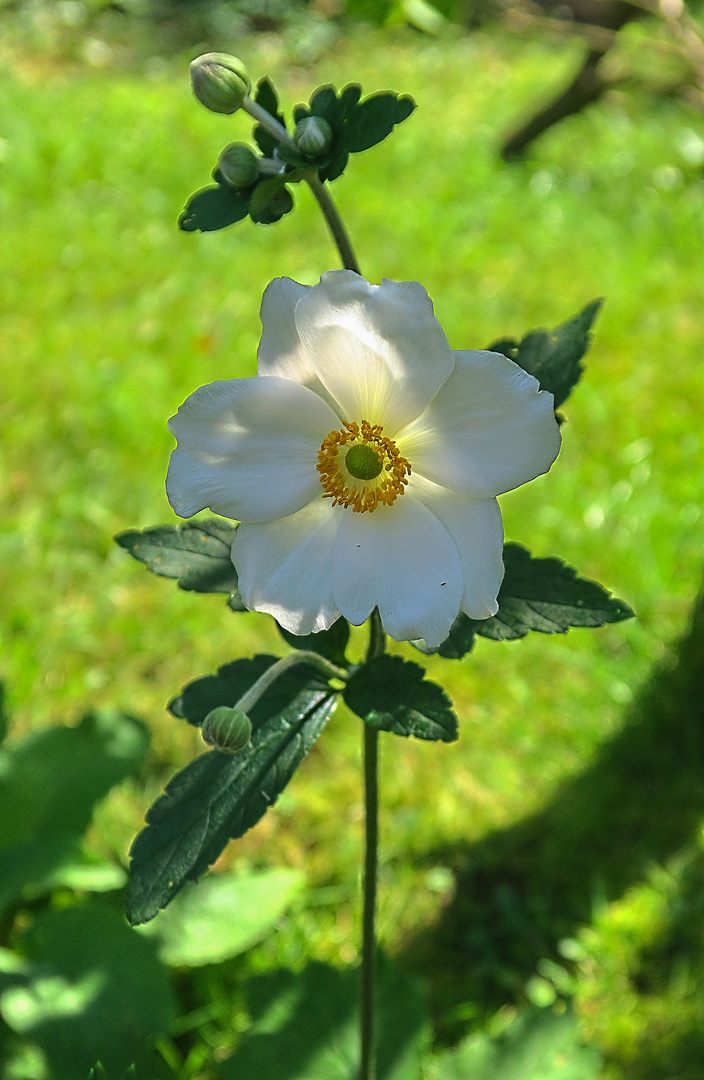 Anemone am Morgen