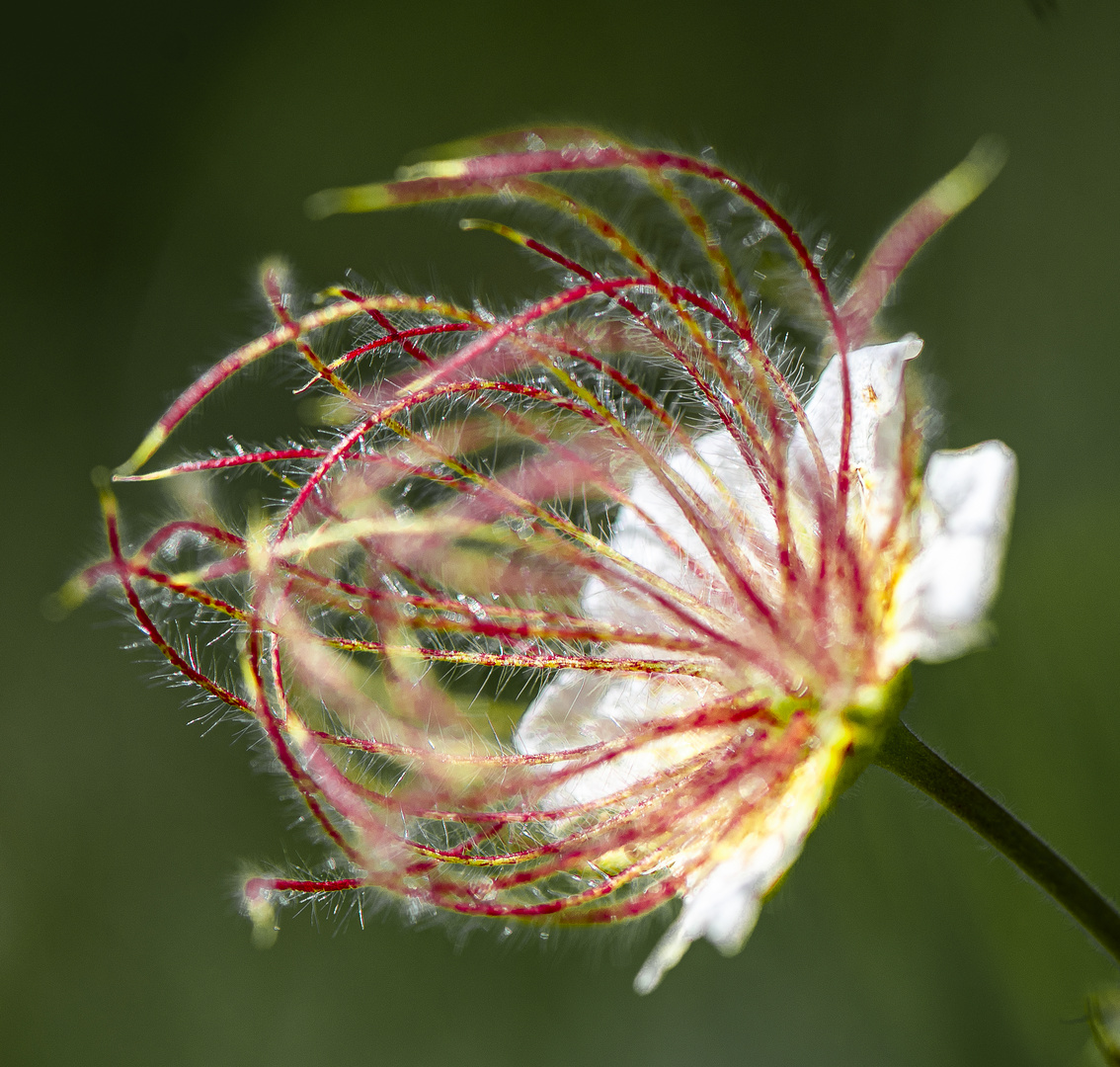 Anemone am Verblühen