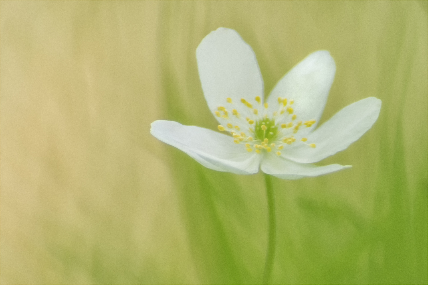 anemone an waldgras