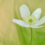 anemone an waldgras