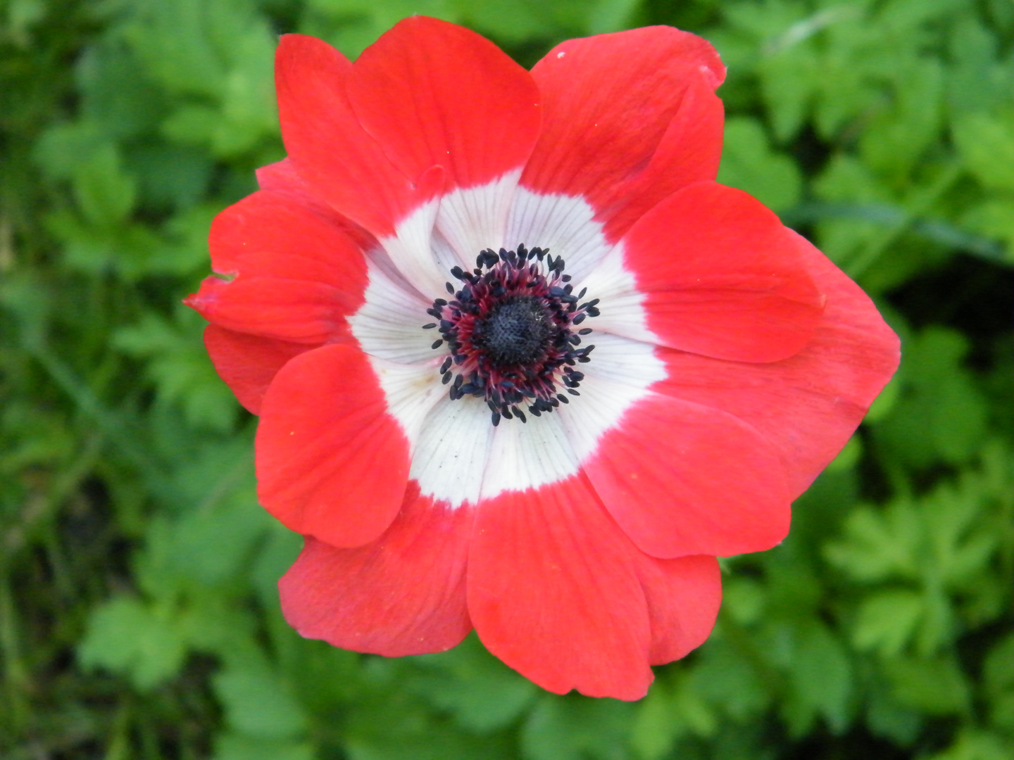 Anemone ( Anemona coronaria ) in meinem Garten