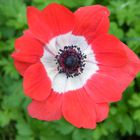 Anemone ( Anemona coronaria ) in meinem Garten