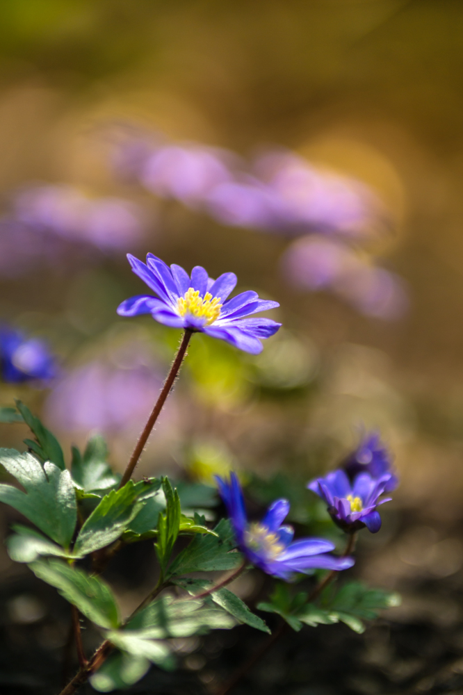 Anemone Apennina