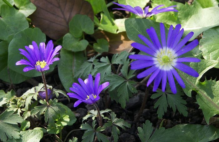 Anemone apennina, Apenninen-Windröschen, Appenine Windflowers