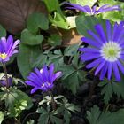 Anemone apennina, Apenninen-Windröschen, Appenine Windflowers