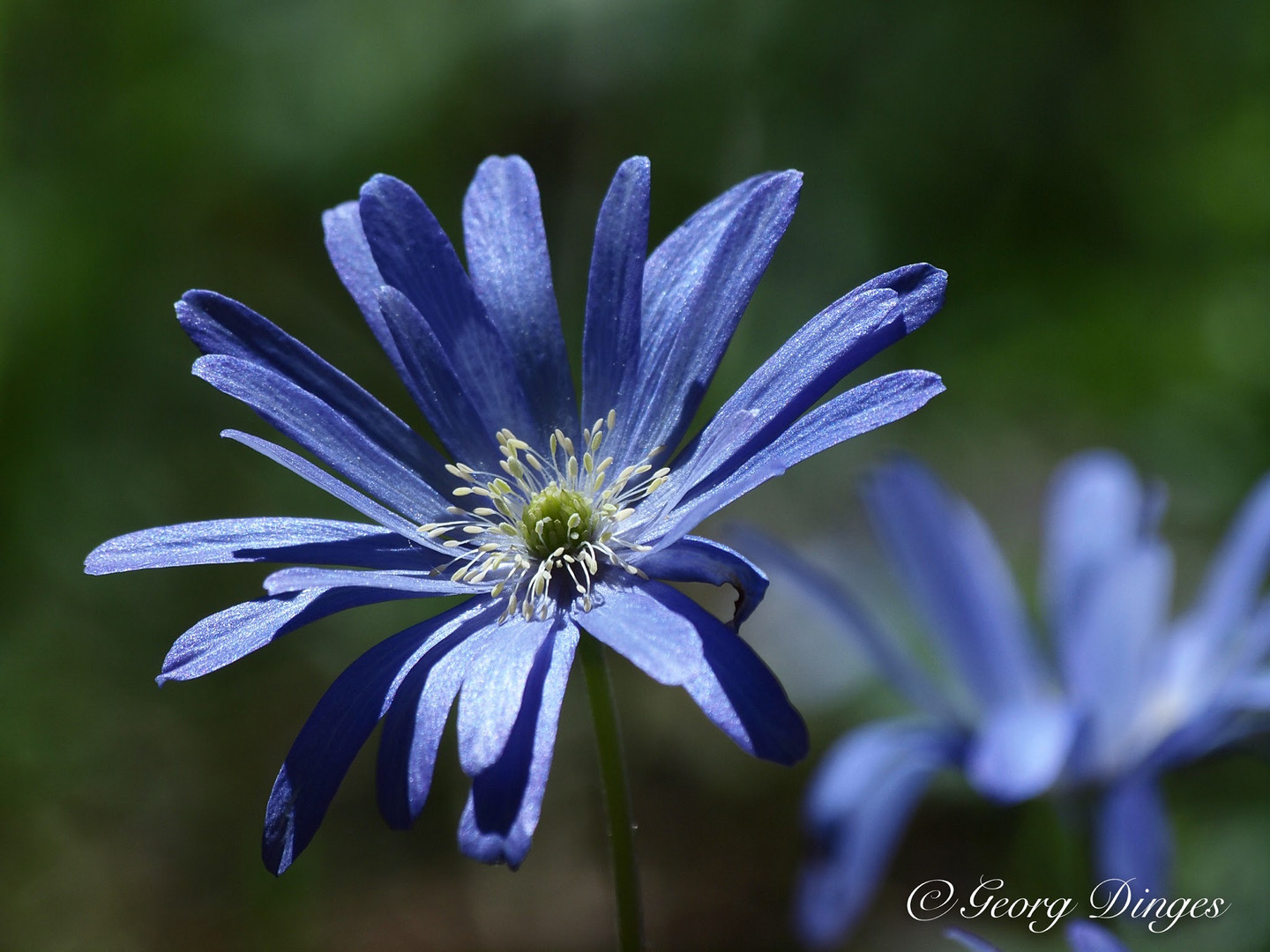 Anemone auf Korsika 