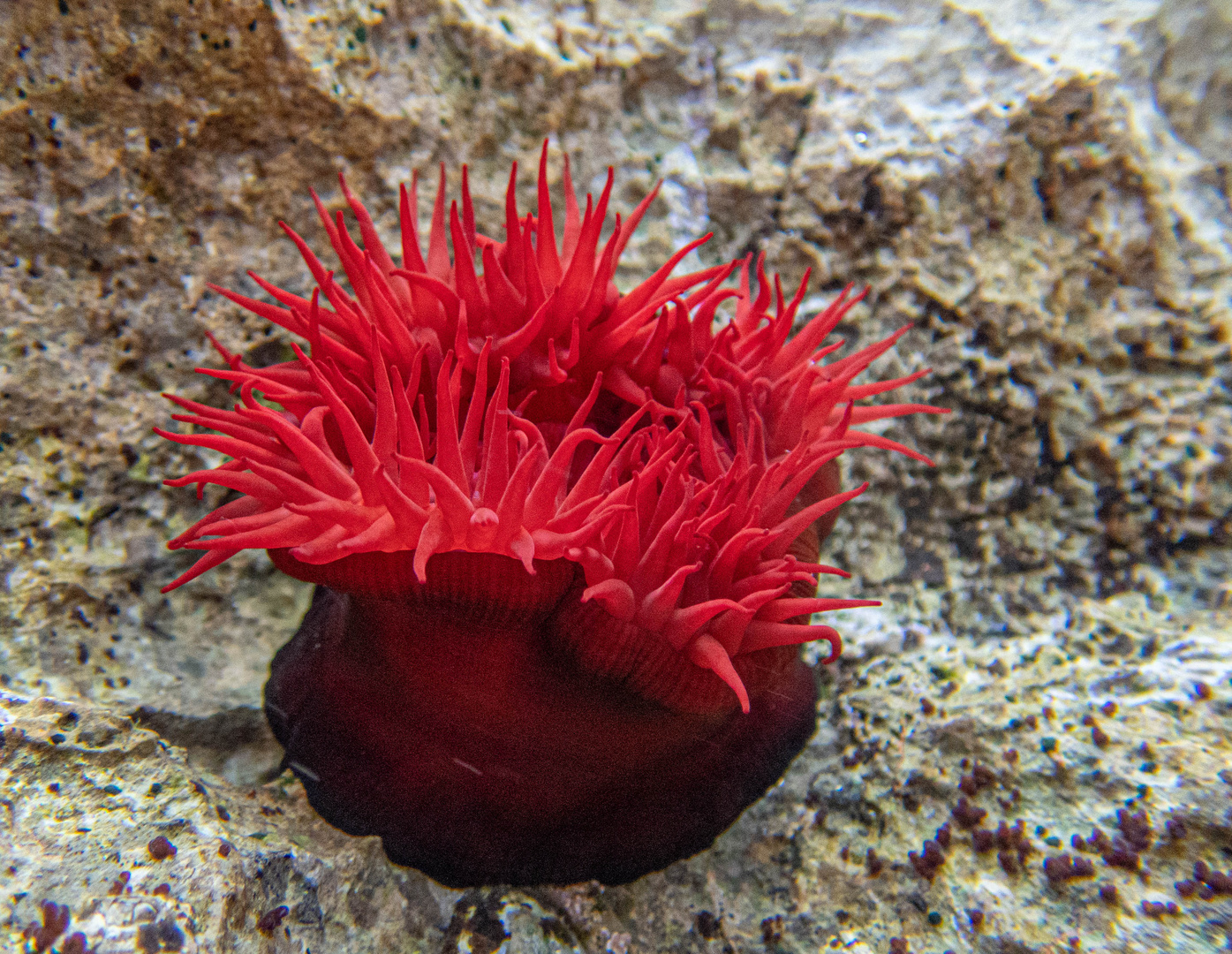 Anemone auf Krk, Kroatien