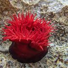 Anemone auf Krk, Kroatien