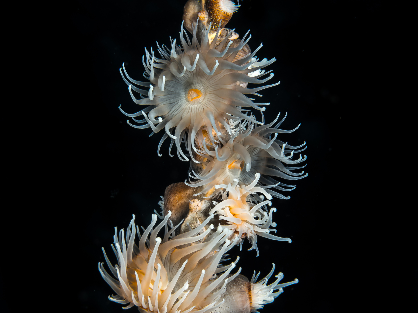 Anemone auf Peitschen Koralle
