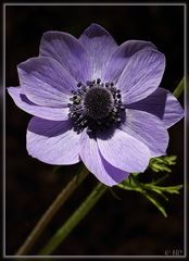 Anemone