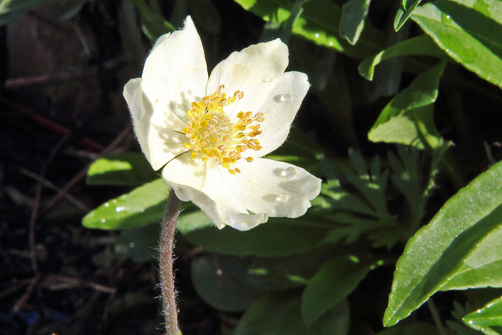 Anemone baldensis