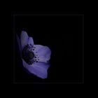 ''''Anemone''''