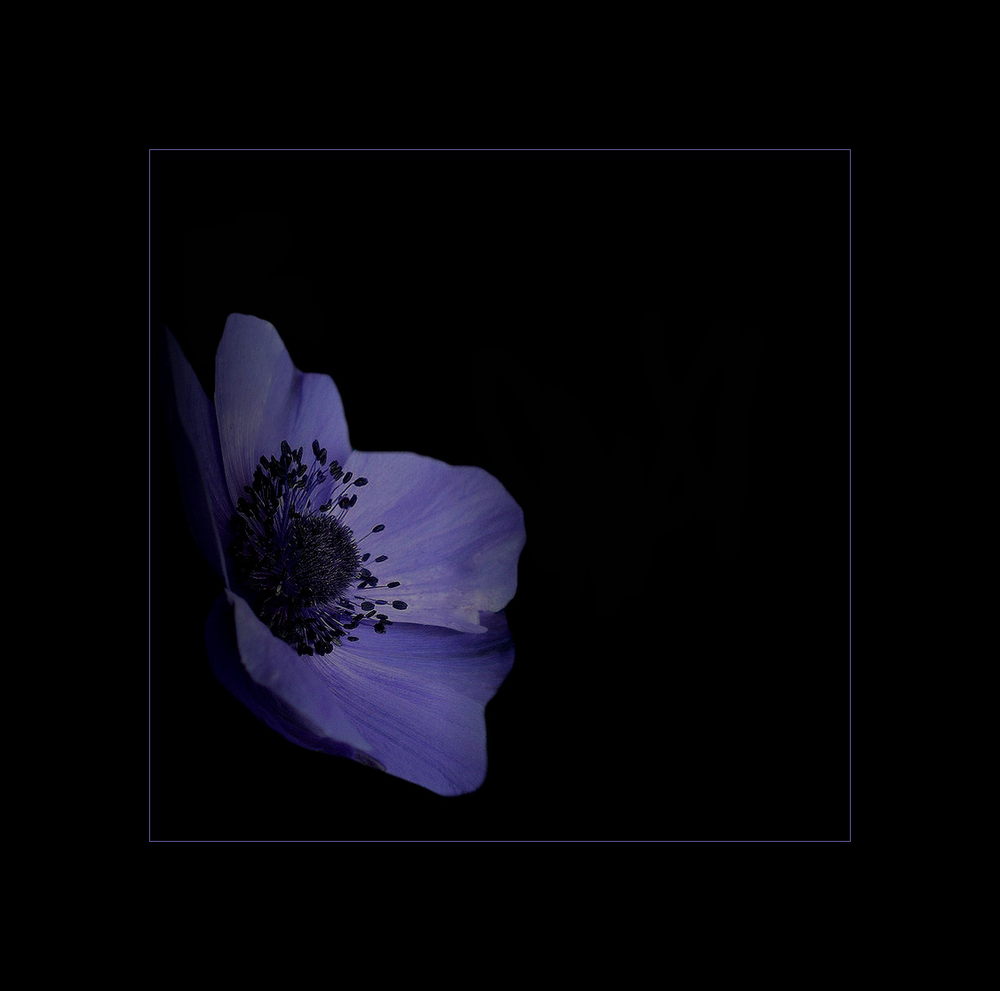 ''''Anemone''''