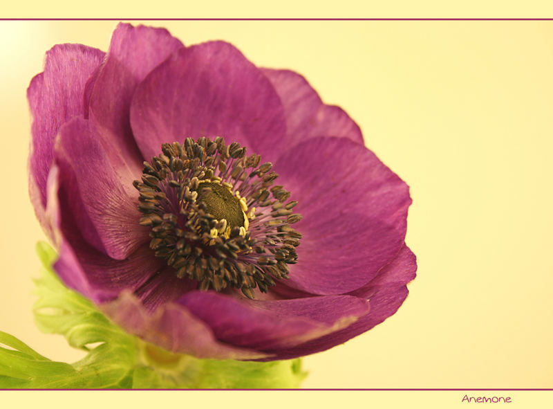 Anemone