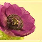 Anemone