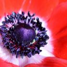 Anemone