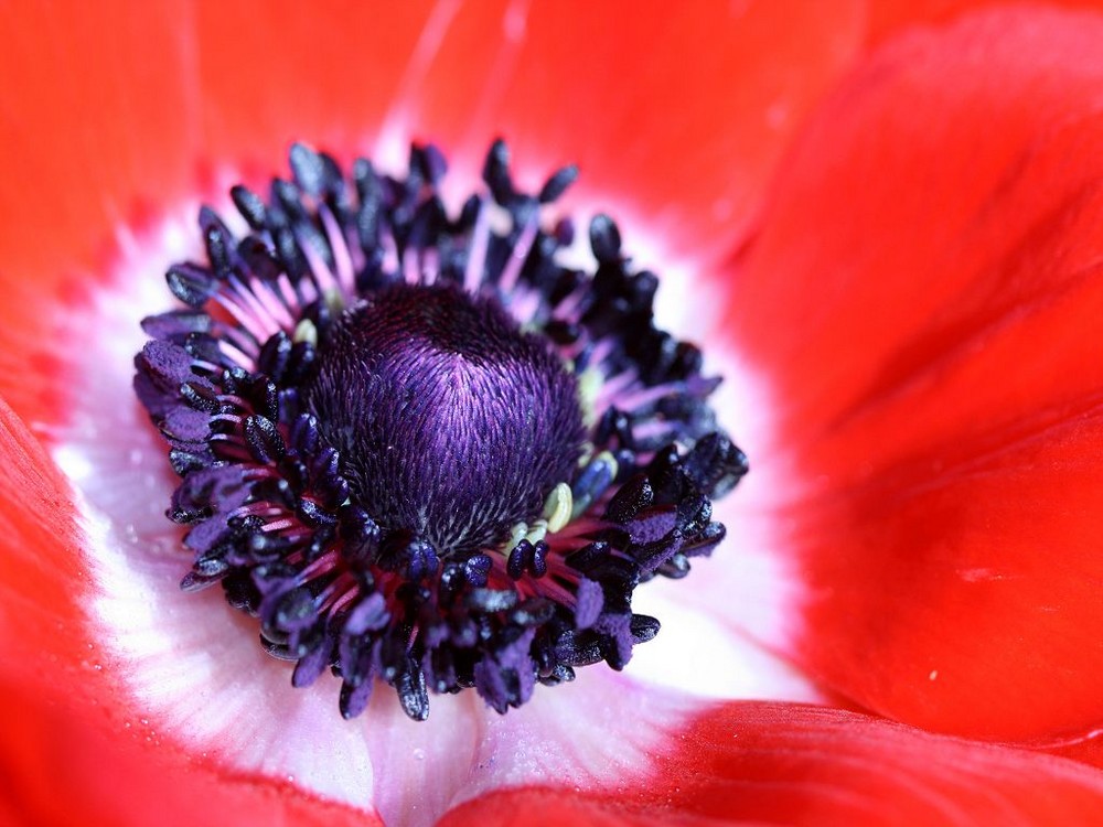 Anemone