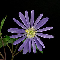 anemone