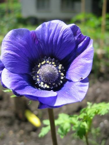 Anemone