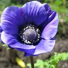 Anemone