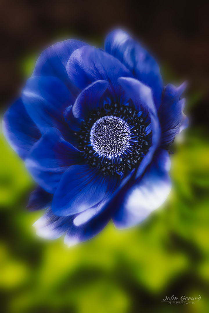 Anemone