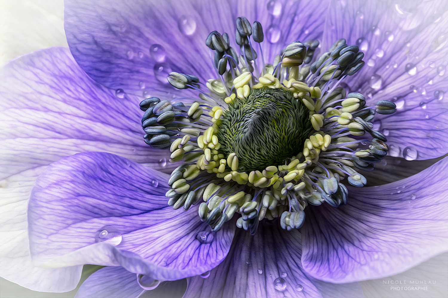 Anemone