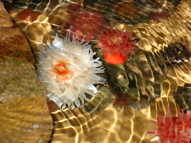 Anemone bei Sea Life