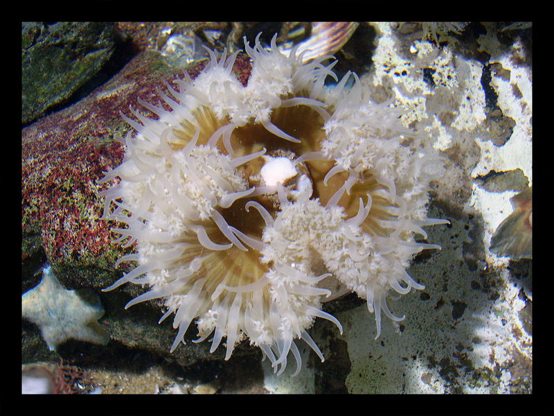 Anemone beim fressen Foto & Bild | tiere, wildlife, quallen, anemonen