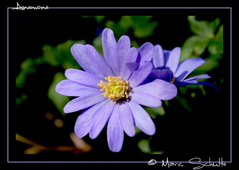 Anemone blanda