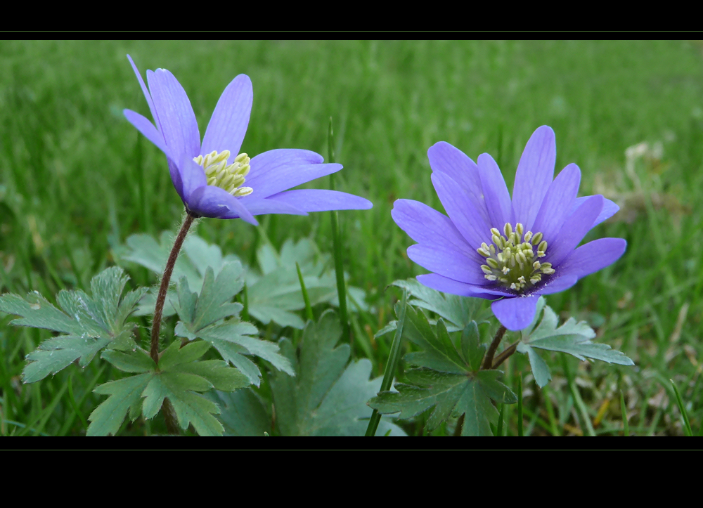 . anemone blanda .