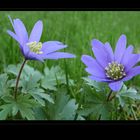 . anemone blanda .