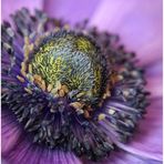 Anemone blanda