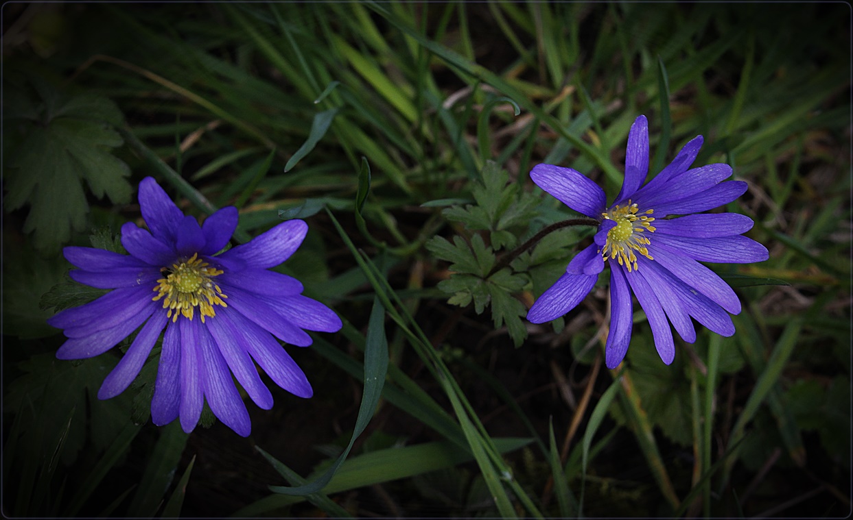 " Anemone blanda "