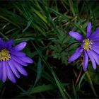 " Anemone blanda "