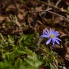 Anemone blanda 