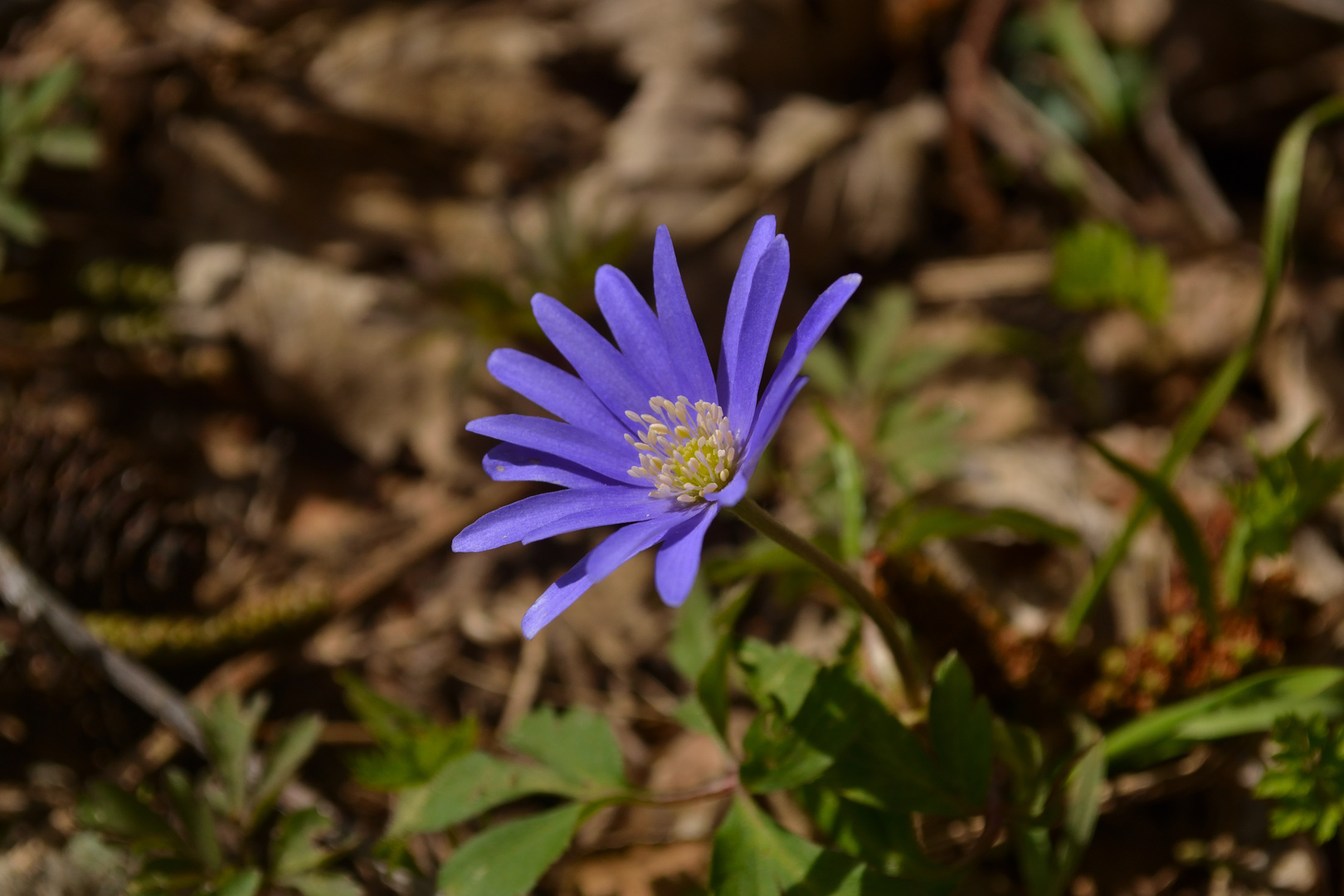 Anemone blanda 